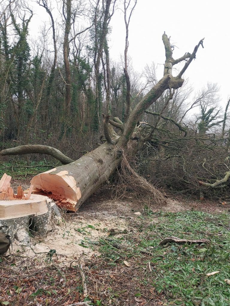 A large tree lies fallen in a forested area, with its trunk freshly cut near the base. Branches extend outward, and the surrounding ground is covered with sawdust and small debris. Bare trees stand in the foggy background.