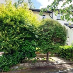 A house with a white façade, partially obscured by lush, green bushes and trees. The sidewalk leading to the entrance is lined with shrubs and small plants. A section of a garden tool is visible in the foreground on the pavement.