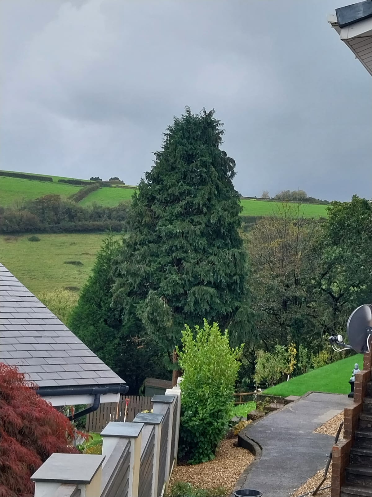 A large evergreen tree stands against a cloudy sky, surrounded by lush green fields and hedges. A sloped driveway leads past a satellite dish on the right, with rooftops of nearby houses visible on the left.