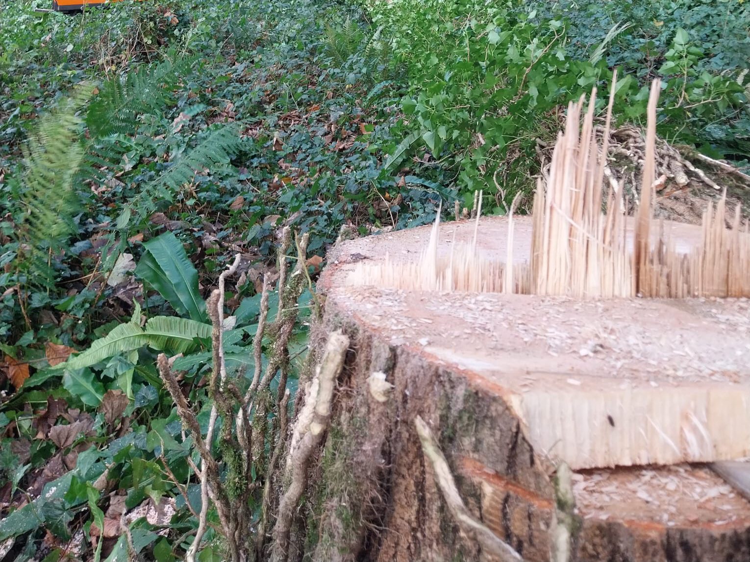 A felled tree stump with jagged wood is in the foreground in a dense forest. A woodchipper and a person wearing a safety helmet are in the background, surrounded by greenery and fallen branches.