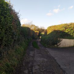 A narrow country lane bordered by tall green hedges under a clear blue sky, with sunlight casting shadows on the road and hedgerows.