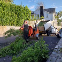 A person feeds branches into an orange wood chipper attached to a white pickup truck in a driveway, with trimmed greenery scattered around. A house, wooden fence, and tall hedge are in the background under a blue sky.