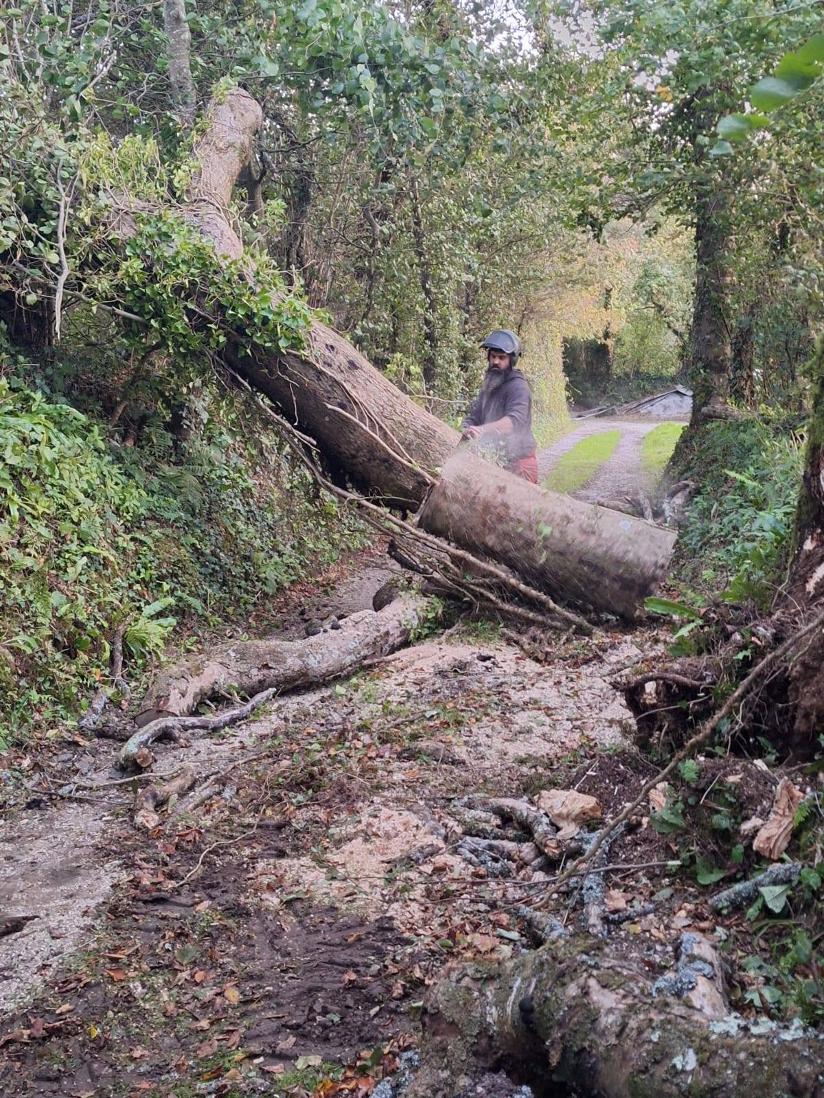 A person wearing safety gear stands near a fallen tree blocking a narrow, leafy dirt path in a forested area, with scattered branches and debris on the ground.